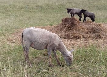 Sheep grazing in a field