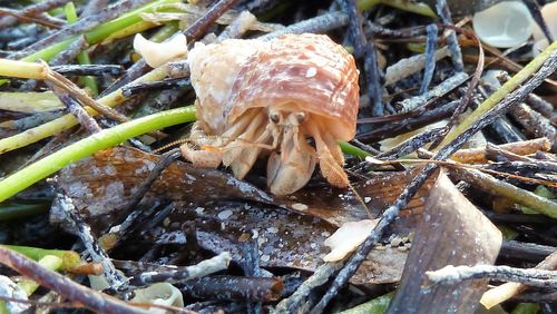 Close-up of mushroom growing in forest
