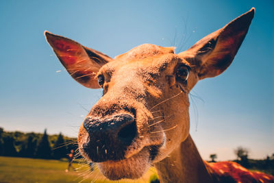 Close-up of horse against sky