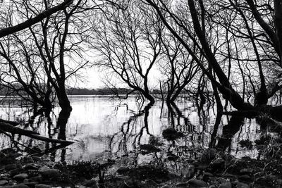 Bare trees in lake against sky during winter