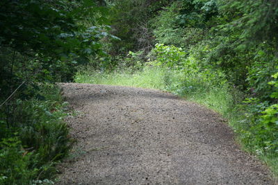 View of trees in forest