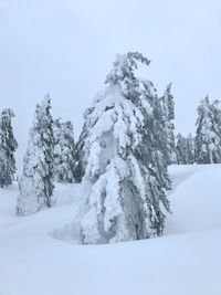 Trees on snow covered field against sky