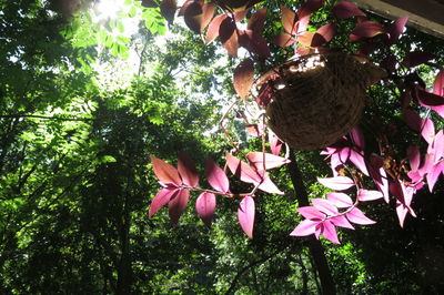 Low angle view of pink flowers