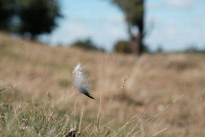 Close-up of flower on field