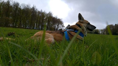 Dog on grassy field