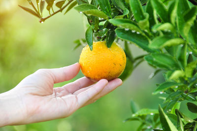 Close-up of hand holding orange