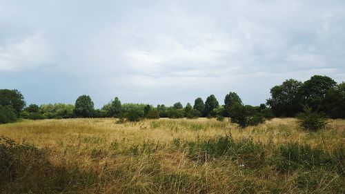 Scenic view of field against sky