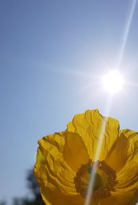 Low angle view of yellow flower against clear sky
