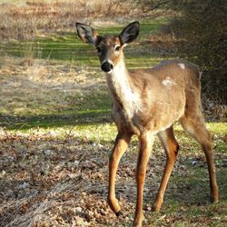 Portrait of deer standing on land