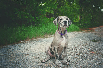 Portrait of dog sitting on land