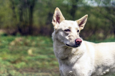 Close-up of dog looking away on grassy field 