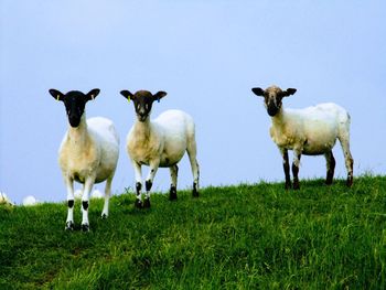 Flock of sheep on field