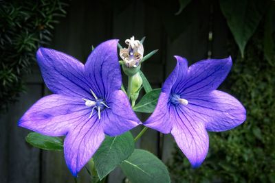 Close-up of purple iris flower