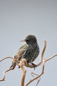 Low angle view of starling perching on branch against sky