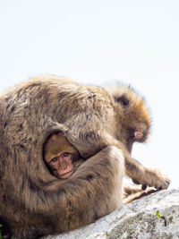 Close-up of monkeys on rock