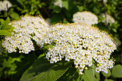 Close-up of white flowering plant