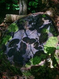 Moss growing on rocks