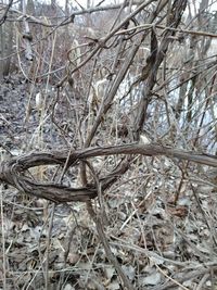 Close-up of bare trees on field during winter