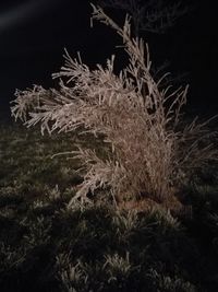 Close-up of grass on field at night