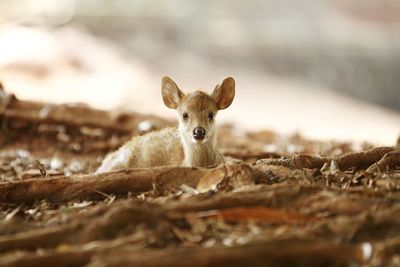 Close-up portrait of deer