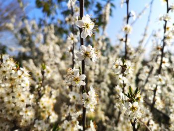 Close-up of white cherry blossoms in spring