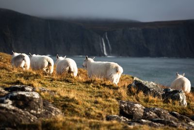 Sheep grazing on field