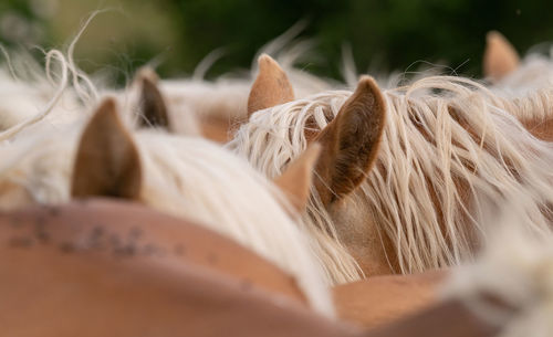 Close-up of horse