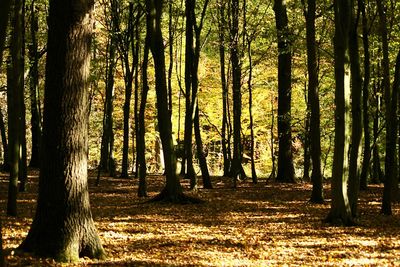 Trees growing in forest