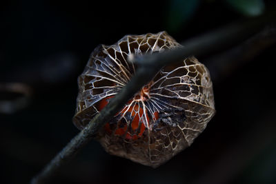 Close-up of butterfly