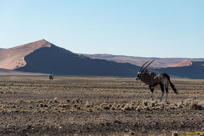 Oryx standing at desert against mountain and clear sky