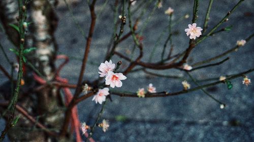 Close-up of cherry blossoms in spring