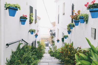 Potted plants hanging outside building