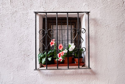 Close-up of flowers against window