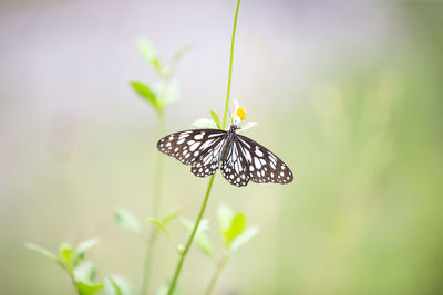 Close-up of butterfly pollinating flower