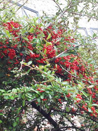 Red berries growing on tree