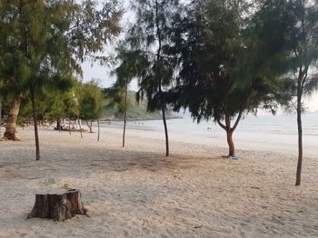 View of trees on beach