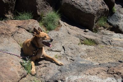 Dog on rock