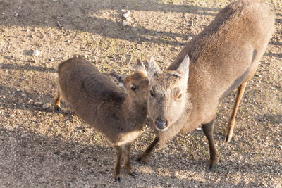 Deer standing on field
