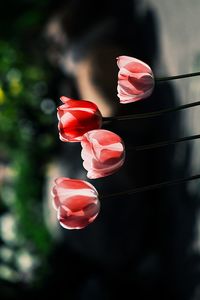 Close-up of red rose