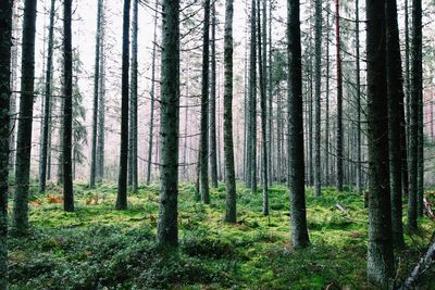 Pine trees in forest