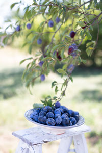 Close-up of plums in a basket