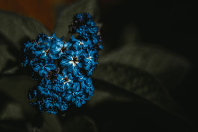 Close up view of blue flowers on the left side of the frame