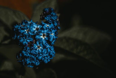Close-up of hand holding flower