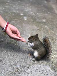 Hand holding squirrel eating outdoors