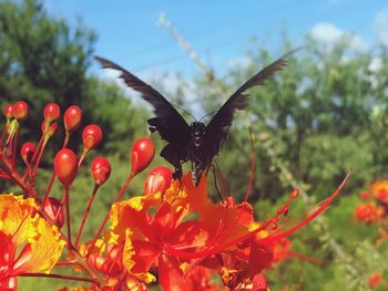 Close-up of insect on flower