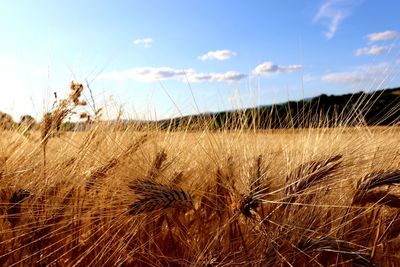 Close-up of stalks in field against sky