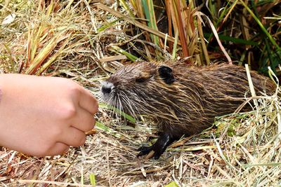 Close-up of hand holding a lizard