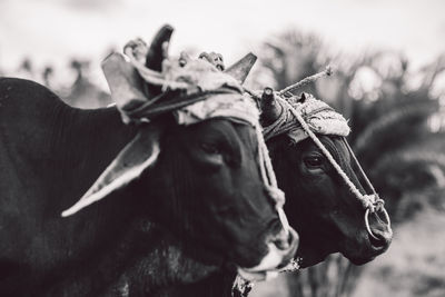 Close-up of cows