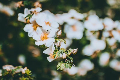 Close-up of white cherry blossom tree