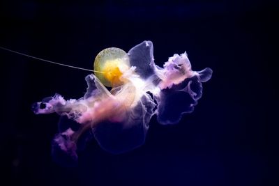 Close-up of jellyfish swimming in sea